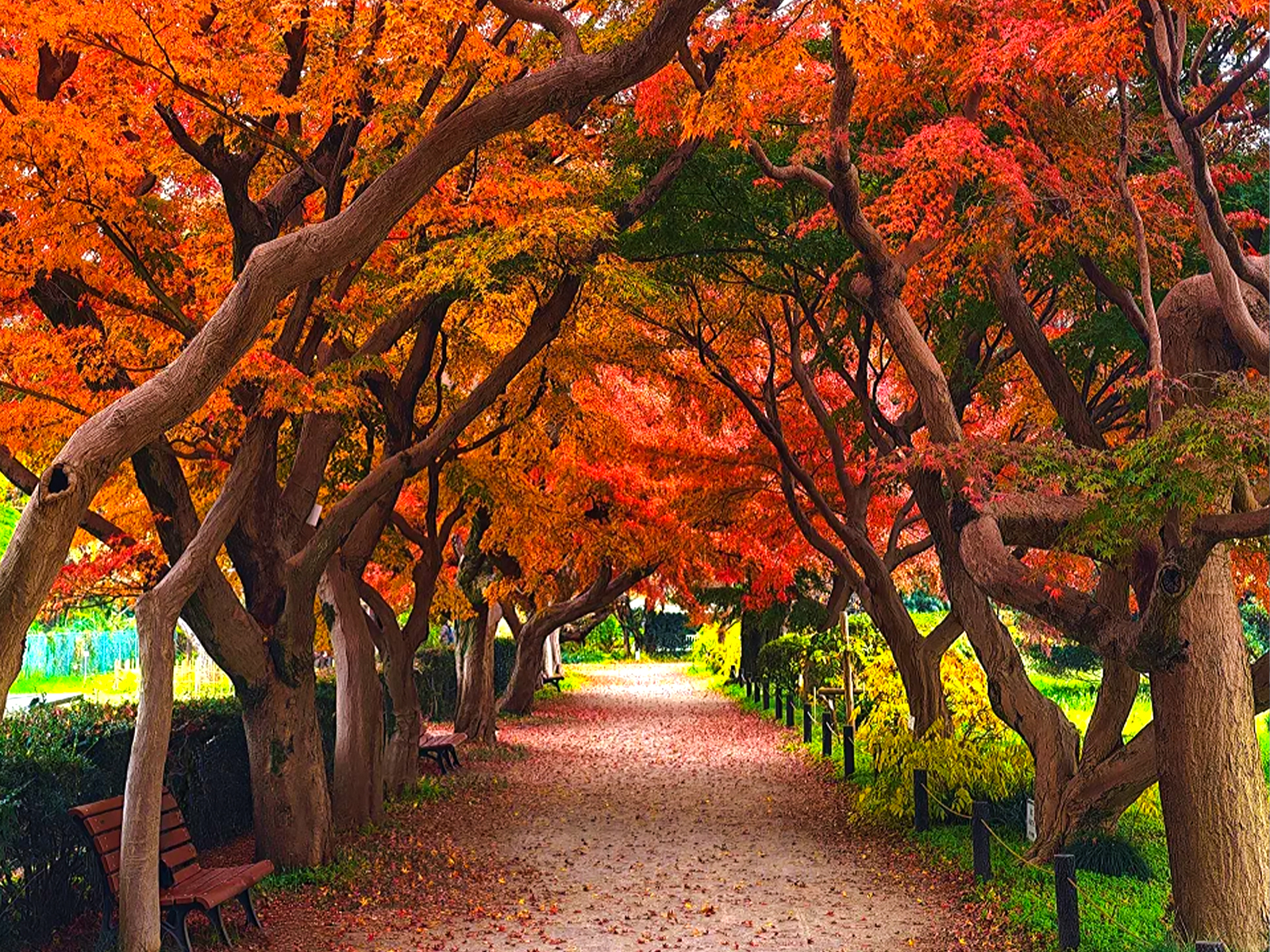 东京私藏赏枫｜小石川植物园